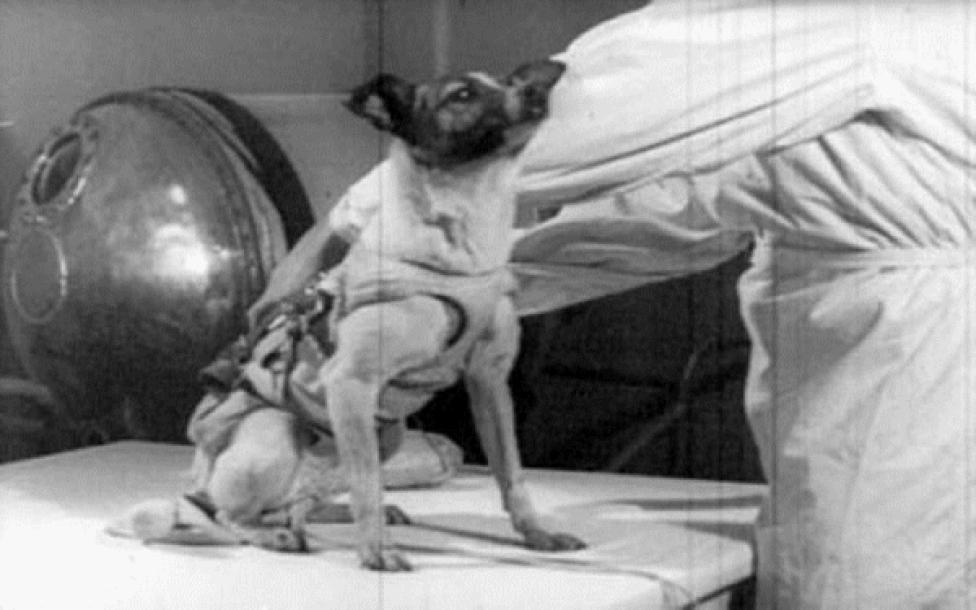 Łajka - pierwszy pies na orbicie okołoziemskiej