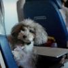 Pies na pokładzie samolotu, fot. UponArriving