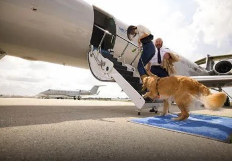 Rozpoczyna działalność nowa linia lotnicza zorientowana na psy 