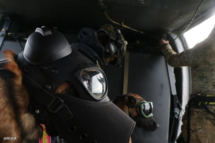 Przewodnicy ze swoimi psami ćwiczyli przy wykorzystaniu policyjnego śmigłowca S-70i Black Hawk (fot. policja.pl)2