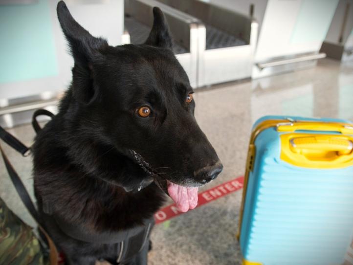 Pies służbowy Straży Granicznej przy bagażu (fot. Śląski OSG)