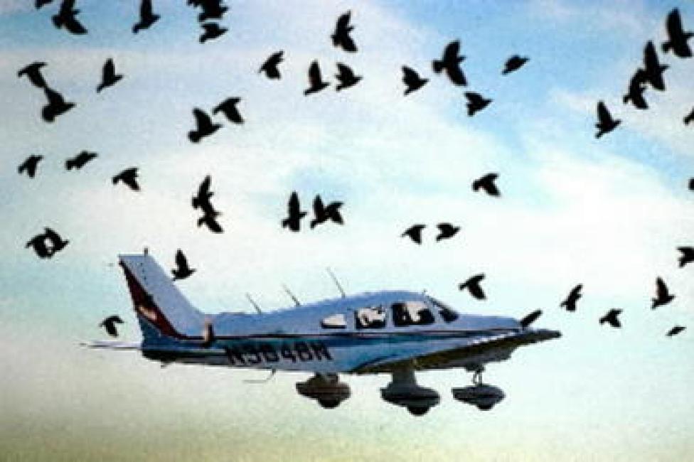 Stado ptaków wokół samolotu