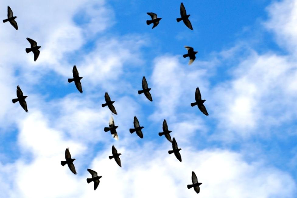 Ptaki w locie stanowią ogromne zagrożenie dla ruchu lotniczego