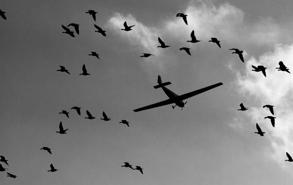 Ptaki zagrożeniem dla lotnictwa, fot. ctsys.com