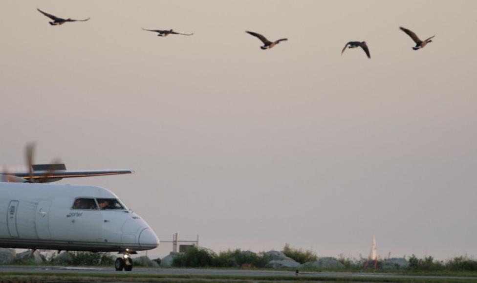 Skupiska ptactwa zagrożeniem dla lotnictwa