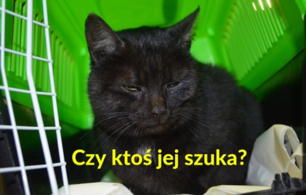 Kot, który latał (fot. swidnik.pl)