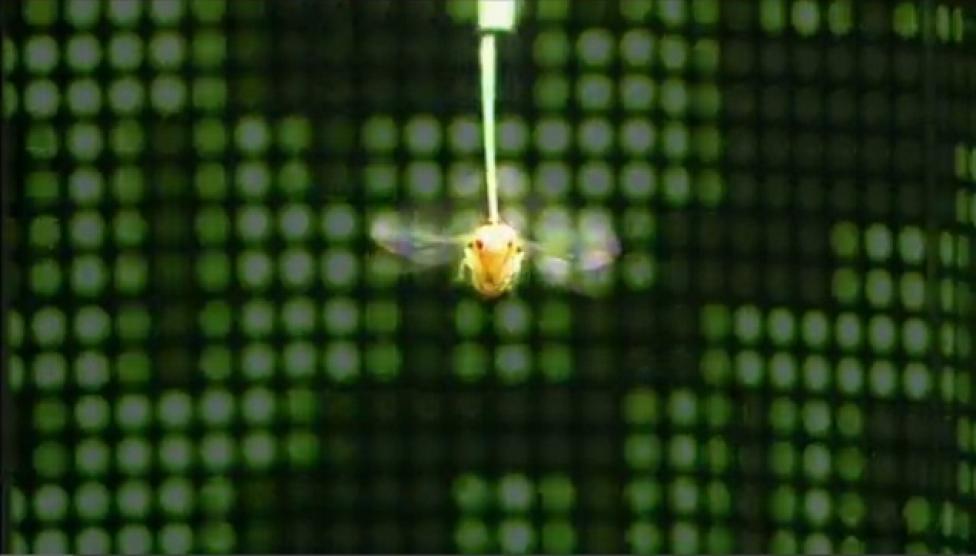 Badania nad lotem muchy przeprowadzane przez Michaela Dickinsona; źródło: science.discovery.com