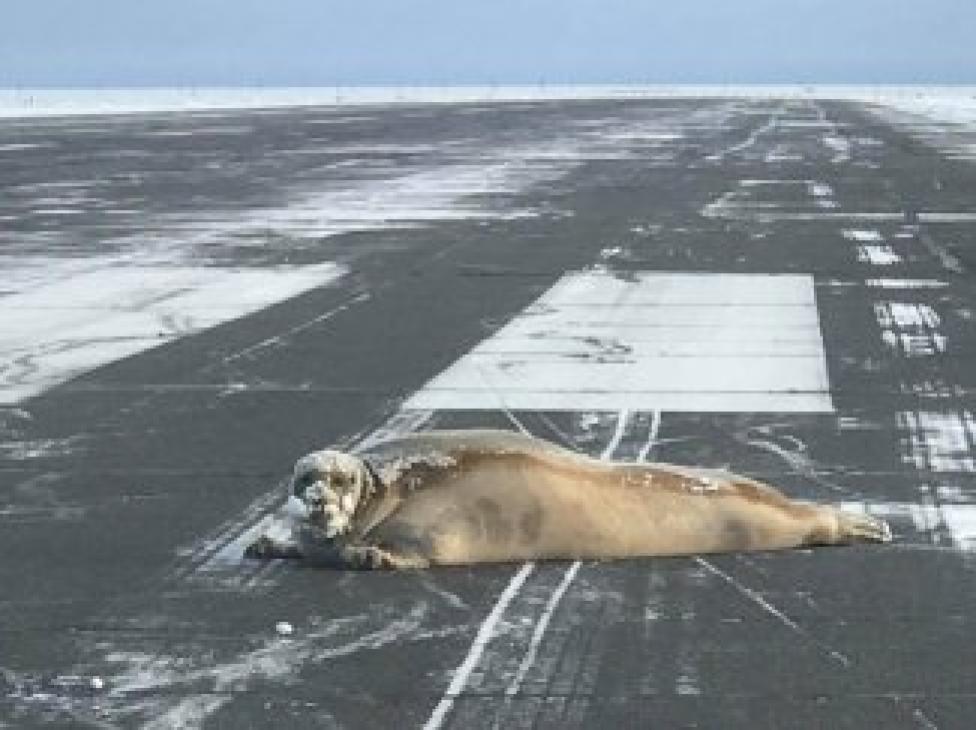 Foka brodata na pasie lotniska w Utqiagvik 