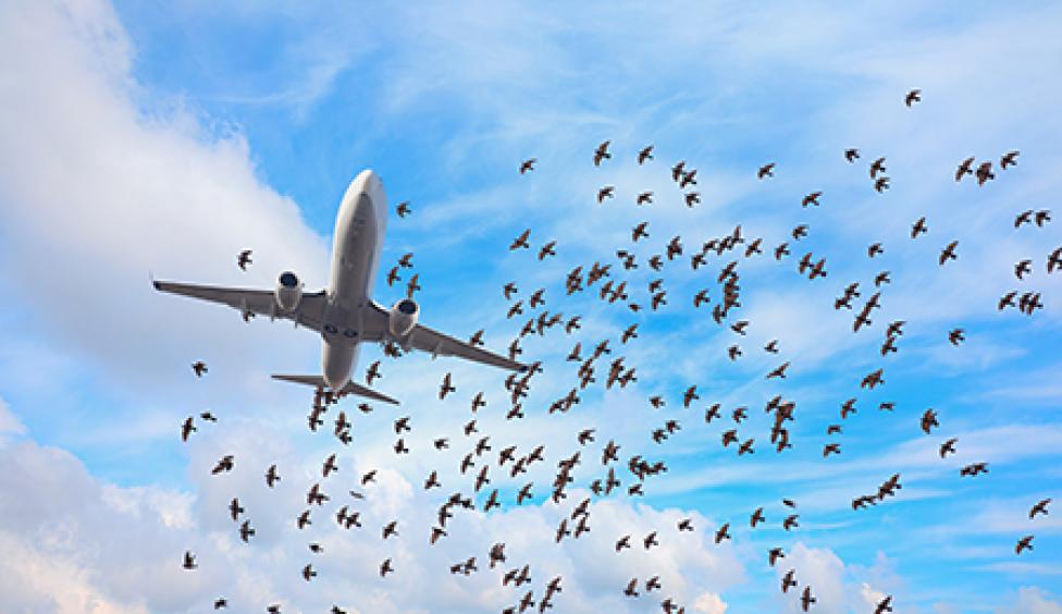 Stado ptaków wokół samolotu pasażerskiego (fot. ULC)