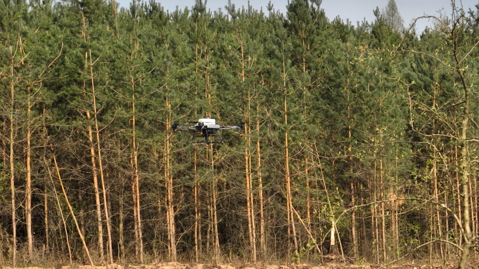 Dron DJI Agras T10 wykorzystany do siewu sosny (fot. Dilectro)