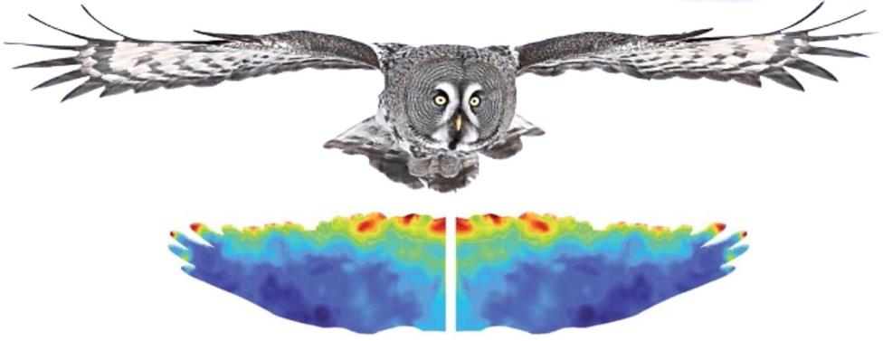 Mapa cieplna przedstawiająca rozkłady wahań ciśnienia na powierzchni skrzydła sowy (fot. Chiba University)