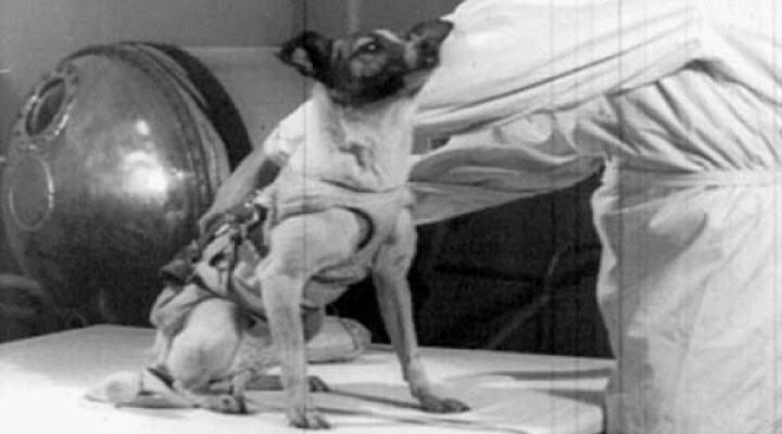 Łajka - pierwszy pies na orbicie okołoziemskiej