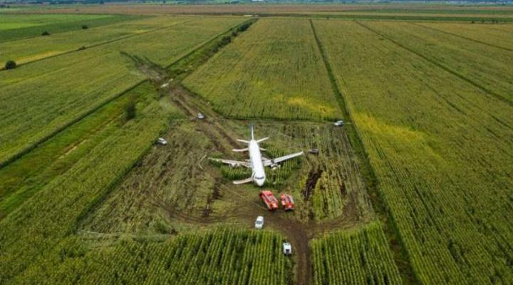A321 Ural Airlines po lądowaniu w polu kukurydzy, fot. Aviation Voice