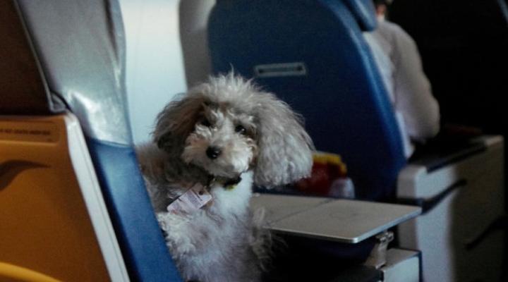 Pies na pokładzie samolotu, fot. UponArriving