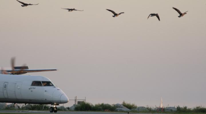Skupiska ptactwa zagrożeniem dla lotnictwa