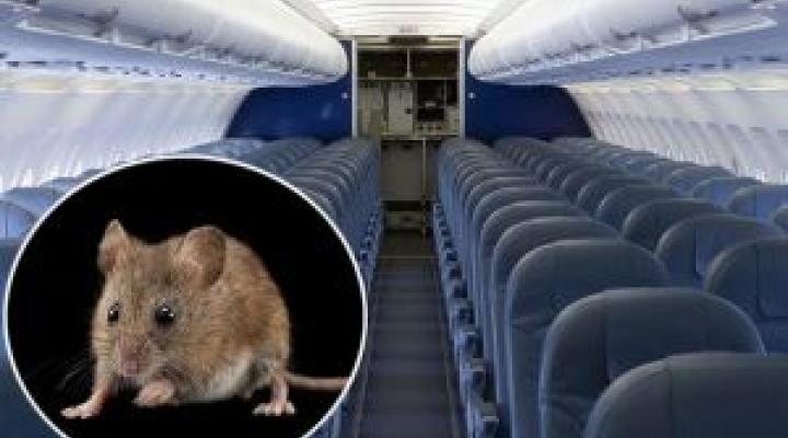 Mysz na pokładzie samolotu
