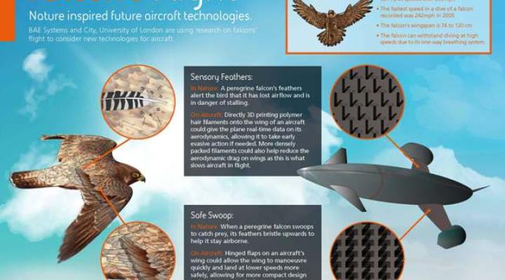 Badania nad sokołem wędrownym inspiracją dla nowych technologii lotniczych (fot. BAE Systems)