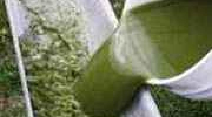 biopaliwo z alg