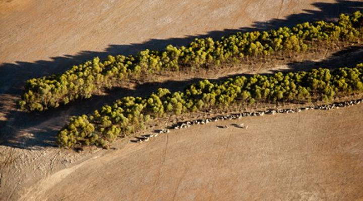 Biopaliwo z australijskiego eukaliptusa jest ekonomiczne i ekologiczne