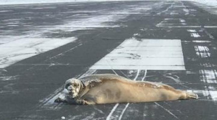 Foka brodata na pasie lotniska w Utqiagvik 