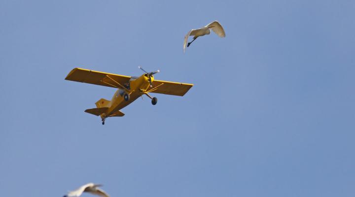 Bird strike, fot. flyingmag