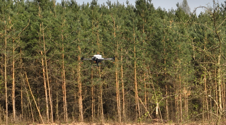 Dron DJI Agras T10 wykorzystany do siewu sosny (fot. Dilectro)