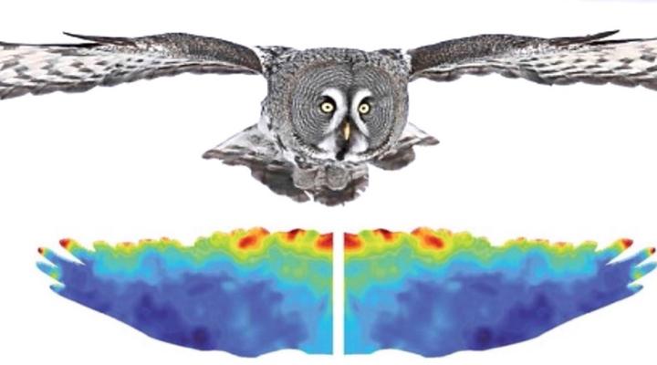 Mapa cieplna przedstawiająca rozkłady wahań ciśnienia na powierzchni skrzydła sowy (fot. Chiba University)