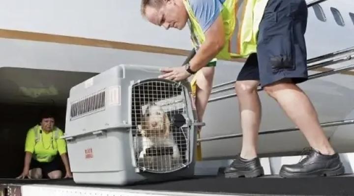 Załadunek klatki z psem do bagażnika samolotu, fot. Business Insider