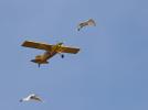 Bird strike, fot. flyingmag