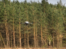 Dron DJI Agras T10 wykorzystany do siewu sosny (fot. Dilectro)