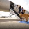 Przewóz psów na pokładzie odrzutowca biznesowego, fot. avweb
